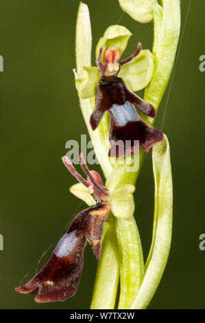 Orchidee (Ophrys insectifera) Blühende woodland Marge auf Kalkstein Boden Fliegen. Torrealfina in der Nähe von Orvieto, Umbrien, Italien, April 2009 Stockfoto