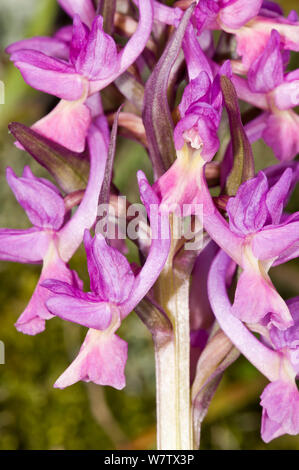 Römische Orchideen (Dactylorhiza romana) magenta Form wachsen im Unterwuchs eines alten Kastanie in der Nähe von Canepine, Monte Cimino in der Nähe von Viterbo, Latium, Italien, April. Stockfoto
