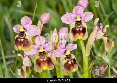 (Sawfly Ophrys Ophrys tenthredinifera) über dem Lago di Varano, Gargano, Apulien, Italien, April. Stockfoto