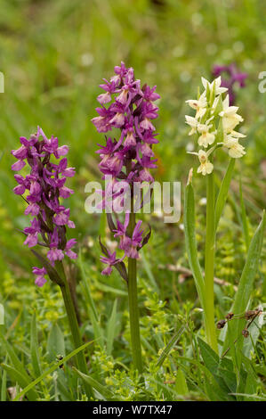 Insel Marsh Orchid (Dactylorhiza insularis) mit der violetten Form der Römischen orchid (Dactylorhiza romana) Monte Amiata. Toskana, Italien, April. Stockfoto