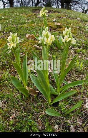 Insel Marsh Orchid (Dactylorhiza insularis) endemisch Küste Italien, den Monte Amiata. Toskana, Italien, April. Stockfoto