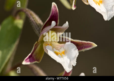 Marsh (helleborine Epipactis palustris) Wetland Arten, in der Nähe von Castelfiori, Orvieto, Umbrien, Italien, Juli. Stockfoto