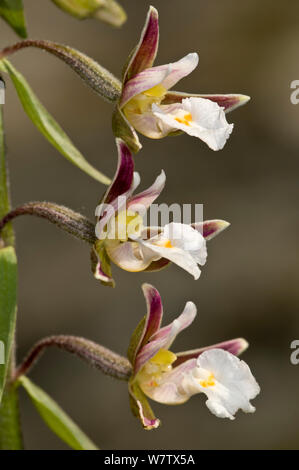 Marsh (helleborine Epipactis palustris) Wetland Arten, in der Nähe von Castelfiori, Orvieto, Umbrien, Italien, Juli. Stockfoto