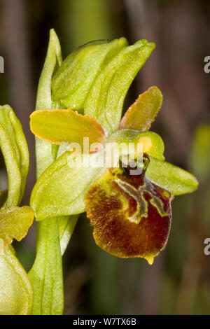Kleine spinne Orchid (Ophrys araneola) in der Nähe der Grotte di Castro, Latium, Italien, April. Stockfoto