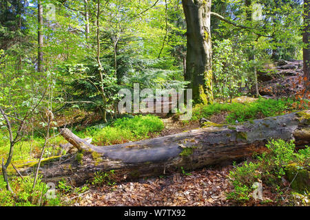 Wanderweg im Mischwald im Frühjahr Stockfoto