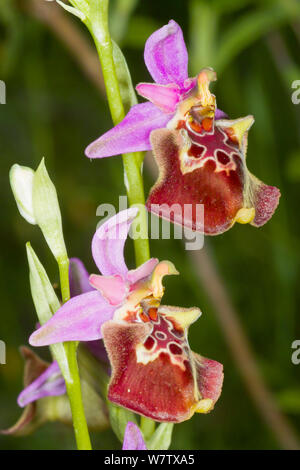 Apulische Ophrys fuciflora (Ophrys apulica ssp.) in der Nähe von Vieste, Gargano, Apulien, Italien, April. Stockfoto