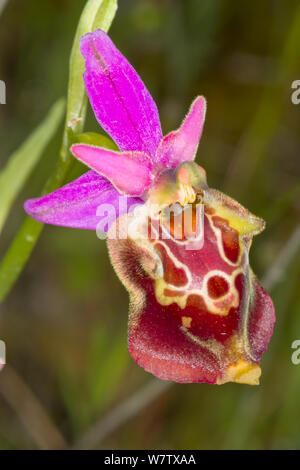 Apulische Ophrys fuciflora (Ophrys apulica ssp.) in der Nähe von Vieste, Gargano, Apulien, Italien, April. Stockfoto