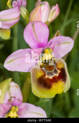 (Sawfly Ophrys Ophrys tenthredinifera) in der Nähe von Ruggiano, Gargano, Apulien, Italien, April. Stockfoto