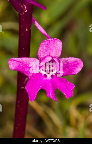 4-getupft Orchidee (Orchis quadripunctata) Monte St. Angelo, Gargano, Apulien, Italien, April. Stockfoto