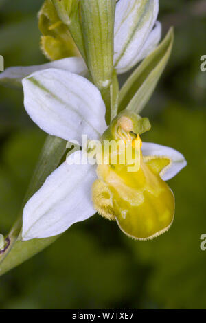 Bienen-ragwurz (Ophrys apifera var chlorantha) gelbe Sorte, Torrealfina in der Nähe von Orvieto, Umbrien, Italien, Mai. Stockfoto