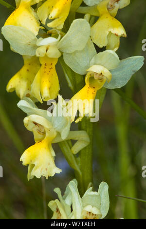 Paar-blühenden Orchideen (Orchis pauciflora) Terni, Umbrien, Italien, Mai. Stockfoto