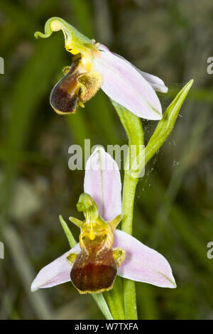 Bienen-ragwurz (Ophrys apifera var Bicolour) eine seltene Sorte, wo das Muster auf der Lippe unterdrückt wird, in der Nähe von Carsulae, Terni, Umbrien. Italien, Juni. Stockfoto