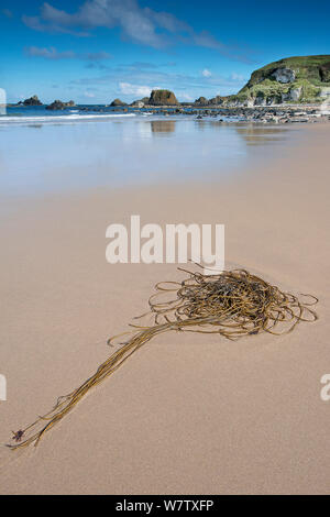 Crimptüllen Unkraut (Chorda filum) am Strand, Causeway Coast, County Antrim, Nordirland, Großbritannien, September. Stockfoto