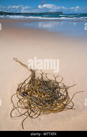 Crimptüllen Unkraut (Chorda filum) am Strand, Causeway Coast, County Antrim, Nordirland, Großbritannien, September. Stockfoto