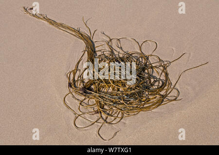 Crimptüllen Unkraut (Chorda filum) am Strand, Causeway Coast, County Antrim, Nordirland, Großbritannien, September. Stockfoto