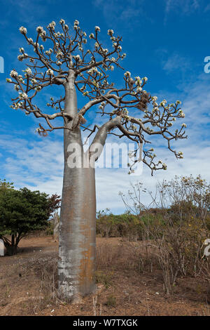 Saftige Baum (Pachypodium rutenbergianum), Ramena, Madagaskar Stockfoto