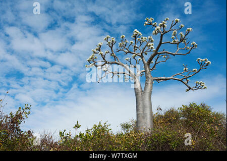 Saftige Baum (Pachypodium rutenbergianum), Ramena, Madagaskar Stockfoto