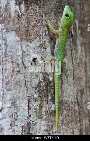 Koch Giant's Taggecko (Phelsuma madagascariensis Kochi), Ankarafantsika NP, Madagaskar Stockfoto