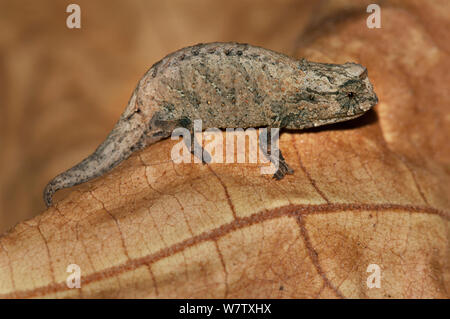 Mount d'Ambre blatt Chameleon (Brookesia tuberculata) Montagne d'Ambre NP, Madagaskar Stockfoto