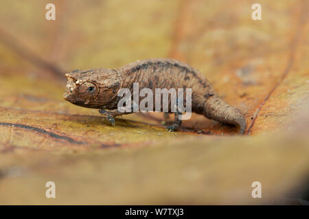 Mount d'Ambre blatt Chameleon (Brookesia tuberculata) Montagne d'Ambre NP, Madagaskar Stockfoto