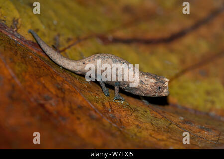 Mount d'Ambre blatt Chameleon (Brookesia tuberculata) Montagne d'Ambre NP, Madagaskar Stockfoto