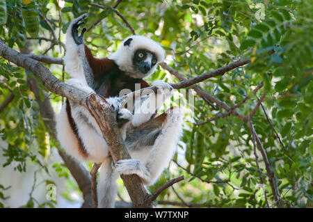 Coquerels sifaka (Propithecus coquereli) Ankarafantsika NP, Madagaskar Stockfoto