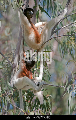 Zwei gekrönte Sifakas (Propithecus coronatus), Katsepi, Madagaskar Stockfoto