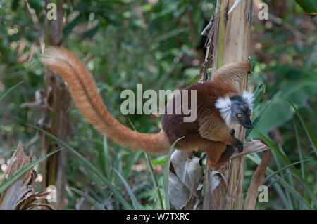 Schwarz Lemur (Eulemur macaco) Weiblich, Nosy Komba, Madagaskar Stockfoto