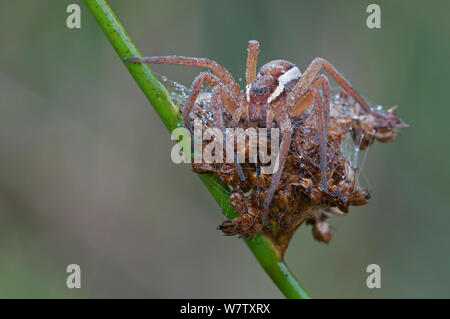 Raft Spinne (Dolomedes fimbriatus) auf rush Samen Kopf, Klein Schietveld, Brasschaat, Belgien Stockfoto