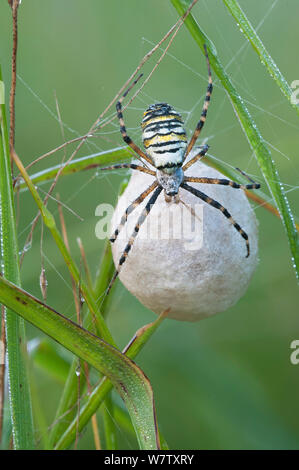 Wasp spider (Argiope Bruennichi) mit Ei sac, Klein Schietveld, Brasschaat, Belgien Stockfoto