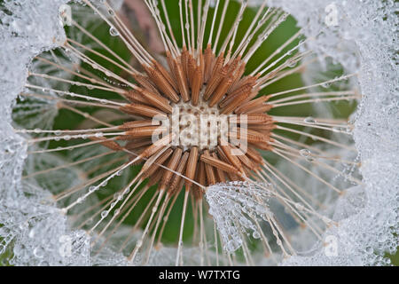 Löwenzahn (Taraxacum officinale) seedhead in Tau, Klein Schietveld, Brasschaat, Belgien, September. Stockfoto