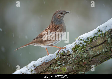 Dunnock (Phasianus colchicus) im Schnee, Brasschaat, Belgien Stockfoto