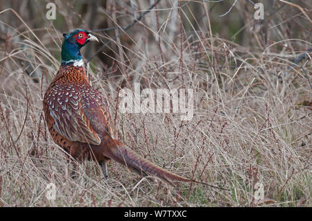 Gemeinsame Fasan (Phasianus colchicus) männlich, Texel, Niederlande, April. Stockfoto