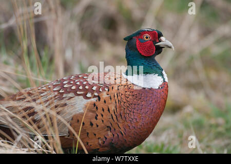 Gemeinsame Fasan (Phasianus colchicus) männlich, Texel, Niederlande, April. Stockfoto