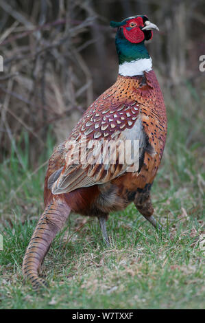 Gemeinsame Fasan (Phasianus colchicus) männlich, Texel, Niederlande, April. Stockfoto