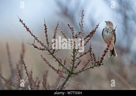 Brachpieper (anthus Campestris) thront, Texel, Niederlande, April. Stockfoto