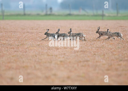 Feldhase (Lepus europeaus) Gruppe von sechs läuft, Texel, Niederlande, April. Stockfoto