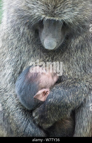 Olive Baboon (papio Anubis) junge Säuglinge, in Lake Nakuru, Kenia, September. Stockfoto