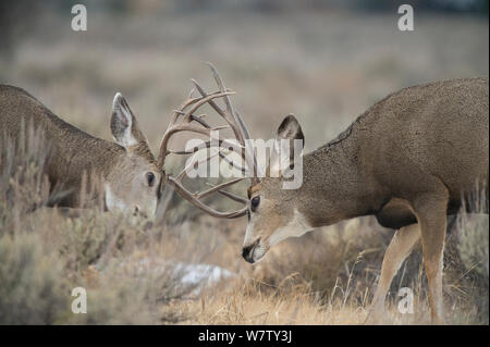 Hirsch (Odocoileus Hemionus) Böcke kämpfen während der Brunft. Wyoming, USA, Oktober. Stockfoto