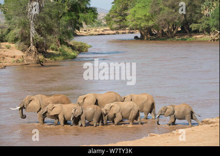 Afrikanische Elefanten (Loxodonta africana) trinken und die ewaso Ng'iro Fluss überqueren, Samburu National Reserve, Kenia, Afrika. Stockfoto