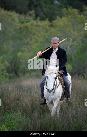 Guardian reiten Camargue Pferd durch Marsh, Camargue, Bouches du Rhône, Frankreich, Mai 2013. Stockfoto