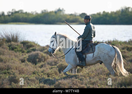 Guardian reiten Camargue Pferd durch Marsh, Camargue, Bouches du Rhône, Frankreich, Mai 2013. Stockfoto