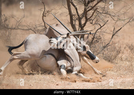 Ostafrikanische Oryx (Oryx beisa) Männer während der Brunft kämpfen, Samburu National Park, Kenia. Stockfoto