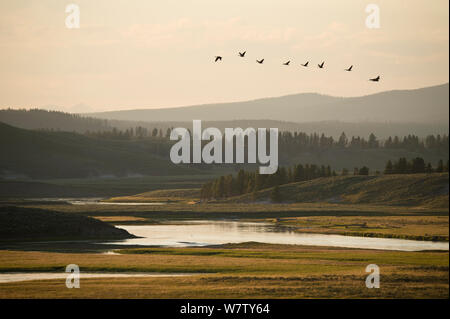 Sunrise entlang der Yellowstone River und Hayden Valley, mit Schwänen im Flug, Yellowstone National Park, Wyoming, USA, August 2013. Stockfoto