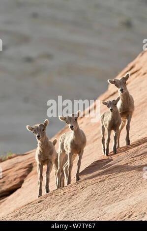 Bighorn Schafe (Ovis canadensis) Lämmer im Zion National Park, Utah, USA, April. Stockfoto