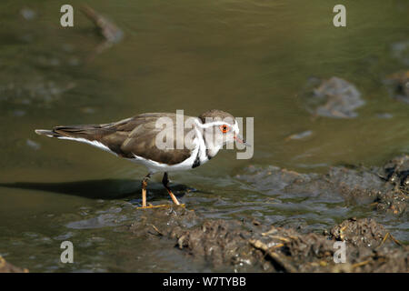 Drei-Gebändert Sandplover (Charadrius tricollaris) Ernährung in Wasser, Serengeti, Tansania. Stockfoto