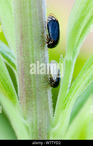 (Acutalis tartarea Treehopper) auf goldrute, Morris Arboretum, Philadelphia, Pennsylvania, USA, Juli. Stockfoto