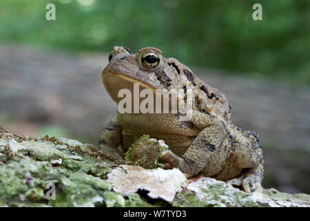 American Toad (Anaryxus americanus) im Blatt Wurf, Fairmount Park, Wissahickon, Philadelphia, Pennsylvania, USA, Juni. Stockfoto