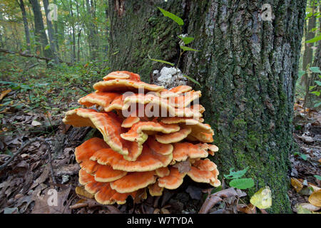 Huhn - der Wald (Laetiporus sulfureus) genießbare Regal Pilz, Hopewell Furnace, National Historic Site, Philadelphia, Pennsylvania, USA, Oktober. Stockfoto