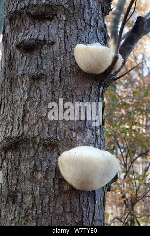 Lion's Mane Pilz (Hericium erinaceus) auf Red maple Snag, Blackbird State Forest, New Castle County, Maryland, USA, November. Stockfoto